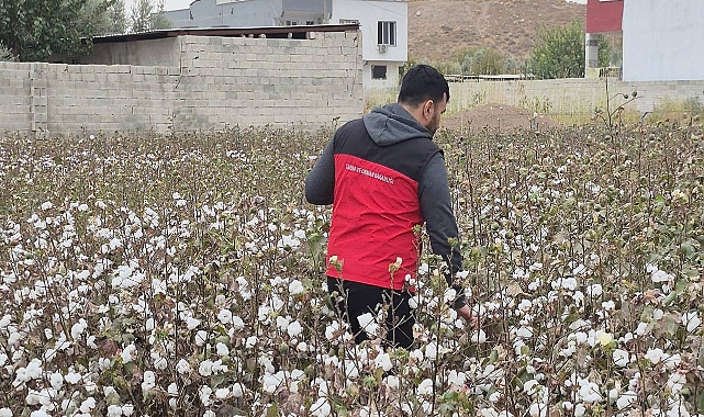 Urfa’da Pamuk Hasadında Sıkı Denetim: Kör Koza ve Biçerdöver Kontrolleri Yapıldı