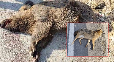 Viranşehir’de Sanayi Bölgesinde Vahşi Yaşam Tehlikede! Telef Oldular 