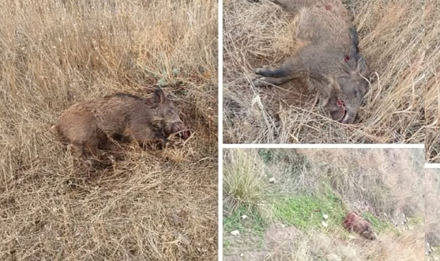 Yaban Domuzu Tartışması Büyüyor! Telef Ettiler