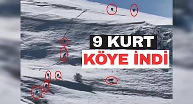 9 Kurttan Oluşan Sürü Köye İndi: Köylüler Nöbet Tutuyor