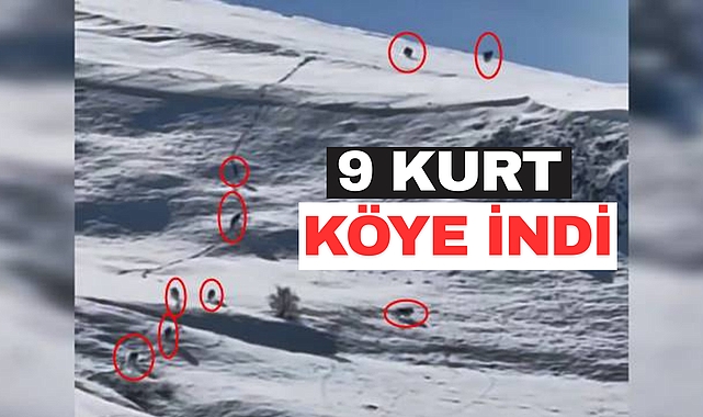 9 Kurttan Oluşan Sürü Köye İndi: Köylüler Nöbet Tutuyor