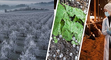 Çiftçiye Büyük Destek: 4,2 Milyar Lira Hasar Ödemesi