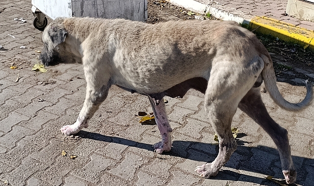 Kısas Mahallesi’nde Uyuz Hastalığı Tedirginliği Sürüyor