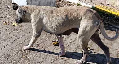 Kısas Mahallesi’nde Uyuz Hastalığı Tedirginliği Sürüyor