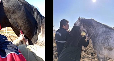 Şanlıurfa’da At Sağlığı İçin Kan Alım Çalışmaları Aralıksız Sürüyor