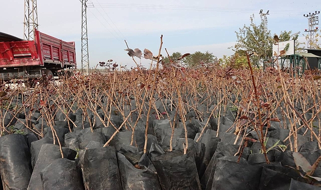 Şanlıurfa’da Çiftçilere 35 Bin Fıstık Fidanı Desteği