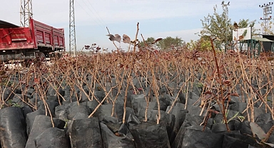 Şanlıurfa’da Çiftçilere 35 Bin Fıstık Fidanı Desteği