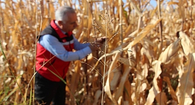 Şanlıurfa’da Mısır Tarlalarında Hasat Öncesi İnceleme