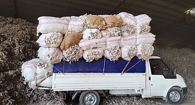 Şanlıurfa’da Vatandaşlar Afere Pamuk Toplayarak Ek Gelir Sağlıyor