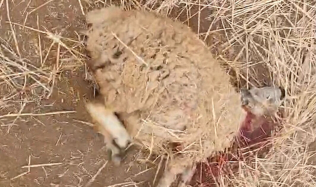 Şanlıurfa Kırsalında Kurt Saldırısı: 18 Koyun Telef Oldu