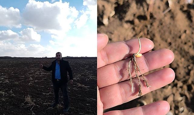 Suruç’ta Sulama Krizi Derinleşiyor: Çiftçiler Alarm Veriyor