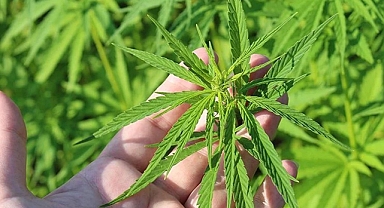 21 İlde Kenevir Üretimine İzin Verildi