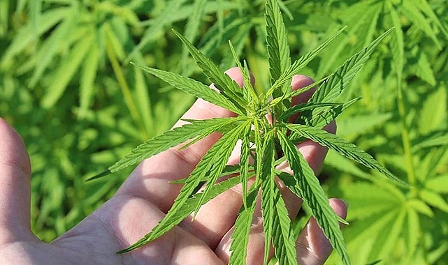 21 İlde Kenevir Üretimine İzin Verildi