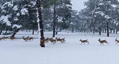 Beyaz Örtü Ceylanpınar’ı Kapladı: Ceylanlar Objektiflere Yansıdı