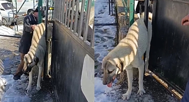 Eyyübiye’de Demir Kapıya Sıkışan Köpek Kurtarıldı