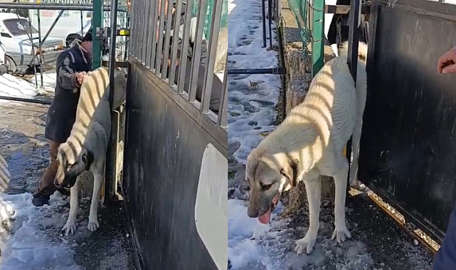 Eyyübiye’de Demir Kapıya Sıkışan Köpek Kurtarıldı