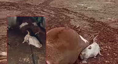 Halfeti’de Elektrik Kaçağı Nedeniyle İki İnek Telef Oldu