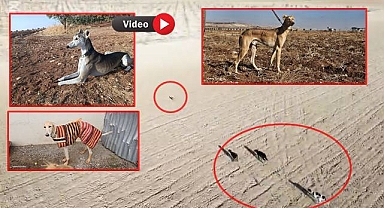 Şanlıurfa’da Doğanın Nefes Kesen Anları Kamerada