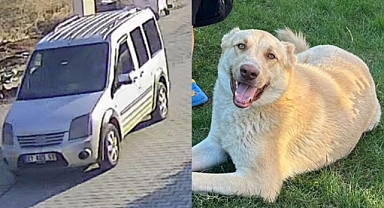 Şanlıurfa’da Köpek Hırsızlığı İddiası