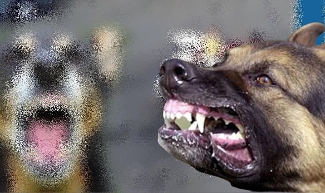 Şanlıurfa'da Sokak Köpeği Kız Çocuğunu Hastanelik Etti