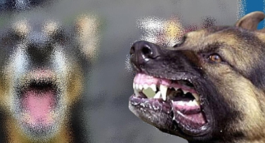 Şanlıurfa'da Sokak Köpeği Kız Çocuğunu Hastanelik Etti