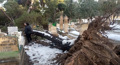 Urfa’da Bediüzzaman Mezarlığı’nda Ağaç Kökünden Sökülerek Devrildi 