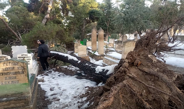 Urfa’da Bediüzzaman Mezarlığı’nda Ağaç Kökünden Sökülerek Devrildi 