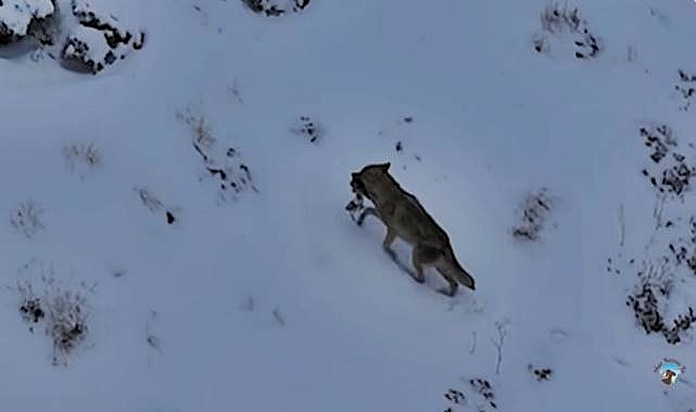 Aç Kalan Kurtlar Köye İnerek Köpeği Götürdü