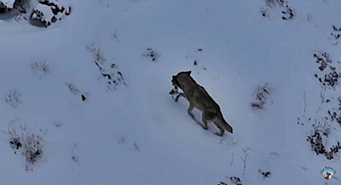 Aç Kalan Kurtlar Köye İnerek Köpeği Götürdü