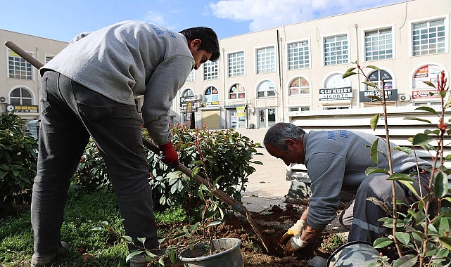 Büyükşehir, Ağaç Ve Bitki Dikimlerini Hızlandırdı