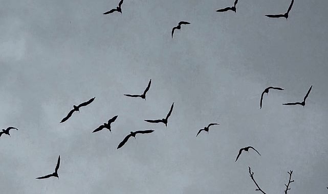 Kelaynaklar Doğaya Salındı