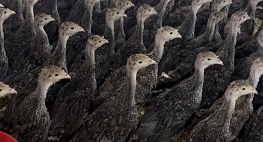 Şanlıurfa’da Hayvancılıkta Yeni Gelir Kapısı: Hindi Besiciliği