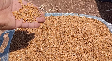 Şanlıurfa’da Hububat Piyasası Hareketlendi! İşte Güncel Fiyatlar