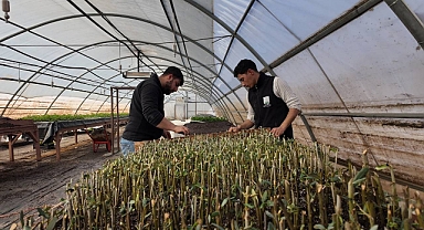 Şanlıurfa’da Modern Seralarda 30 Bin Fidan Üretimi Başladı