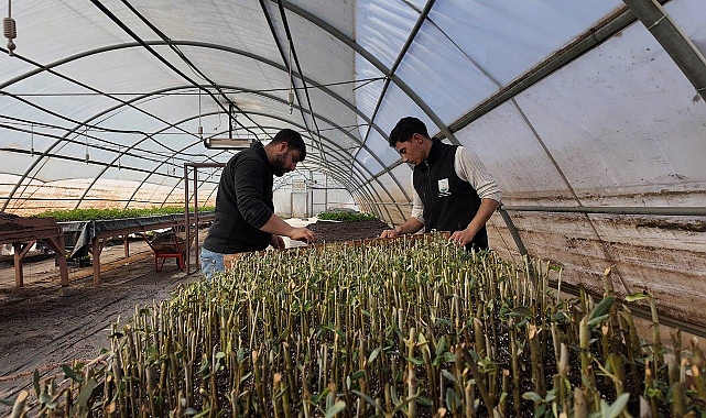 Şanlıurfa’da Modern Seralarda 30 Bin Fidan Üretimi Başladı