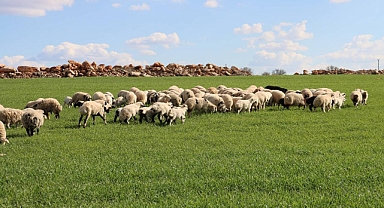 Şanlıurfa'da Yağışlar Yüzleri Güldürdü: Tarlalar ve Meralar Yeniden Yeşerdi