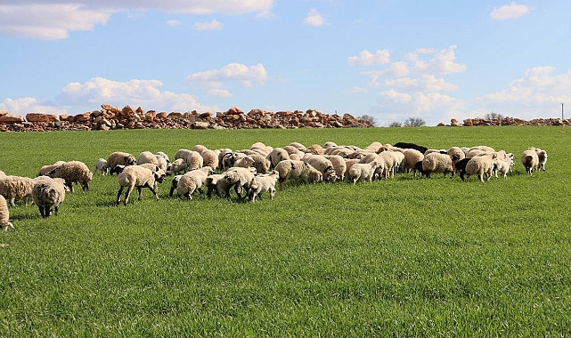 Şanlıurfa'da Yağışlar Yüzleri Güldürdü: Tarlalar ve Meralar Yeniden Yeşerdi