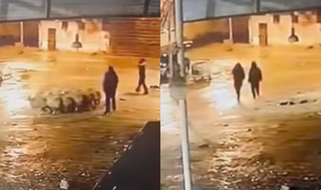 Siverek’te 19 Koyun Çalındı: Hırsızlık Anı Kamerada