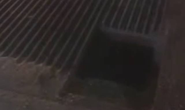 Urfa’da Mısır Silosuna Düşen İşçi Hayatını Kaybetti! İş Yeri Sahibi Gözaltına Alındı