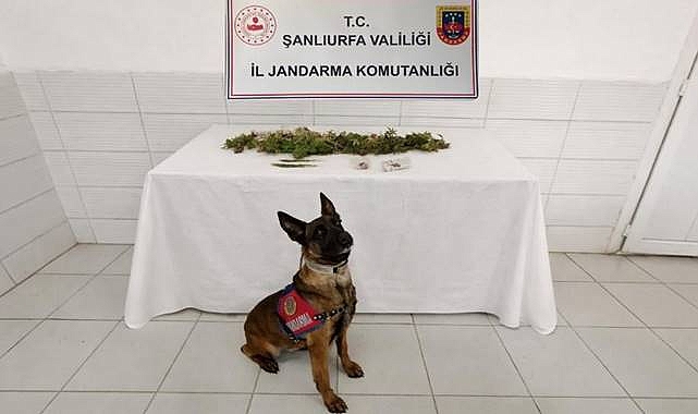 Birecik’te Uyuşturucu Operasyonu! 1 Kişi Gözaltına Alındı