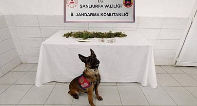 Birecik’te Uyuşturucu Operasyonu! 1 Kişi Gözaltına Alındı