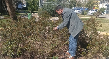 DEM Partili Meclis Üyesi Nuri Yeşilçayır Parkta Budama Çalışması Yaptı