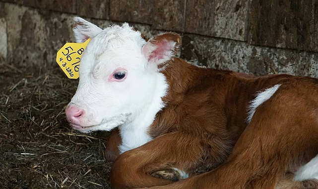 Harran’da Sahur Saatinde Buzağı Hırsızlığı: Mahalle Tedirgin