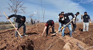 Şanlıurfa Büyükşehir Belediyesi Kendi Üretiyor: 20 Bin Çınar Ağacı Üretilecek