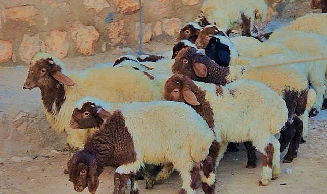 Şanlıurfa’da Hayvancılık Dijitalleşiyor: Üreticiler Hayvan Satışını Sosyal Medyaya Taşıdı