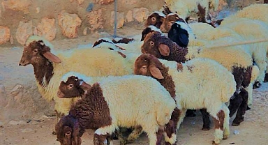 Şanlıurfa’da Hayvancılık Dijitalleşiyor: Üreticiler Hayvan Satışını Sosyal Medyaya Taşıdı