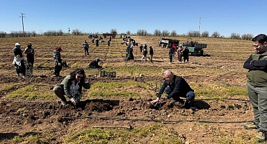 Urfa'da 125 Bin Zeytin Fidanı Toprakla Buluşuyor