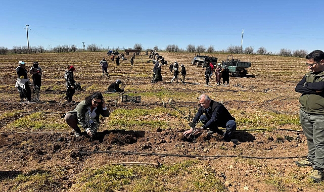 Urfa'da 125 Bin Zeytin Fidanı Toprakla Buluşuyor