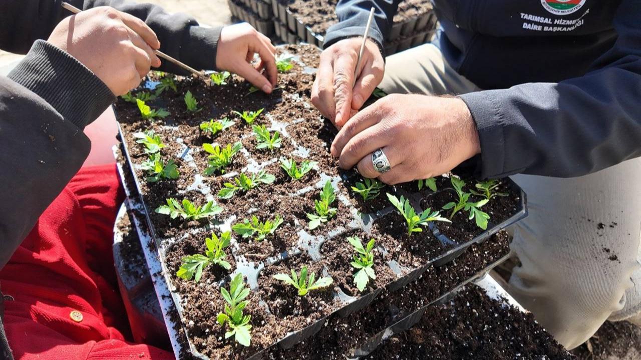 Büyükşehir Seralarında 400 Bin Yazlık Çiçek Üretiliyor