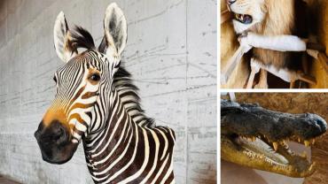 Kaçak Yaban Hayvanı Ticareti Engellendi